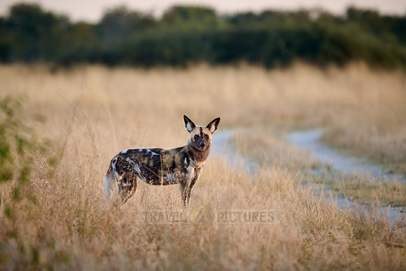 pack of African wild dogs