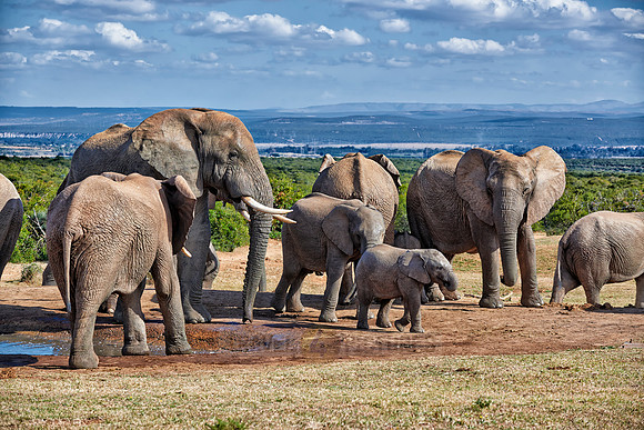 herd of African bush elephant