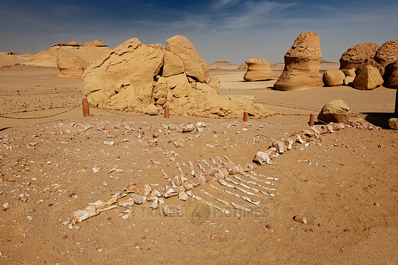 petrified skeleton of a whale