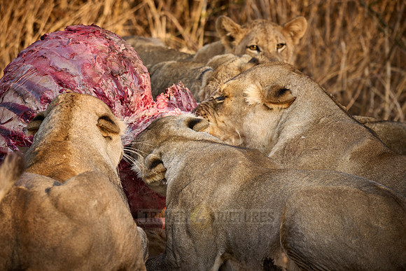 pride of lioness (Panthera leo) at buffalo kill