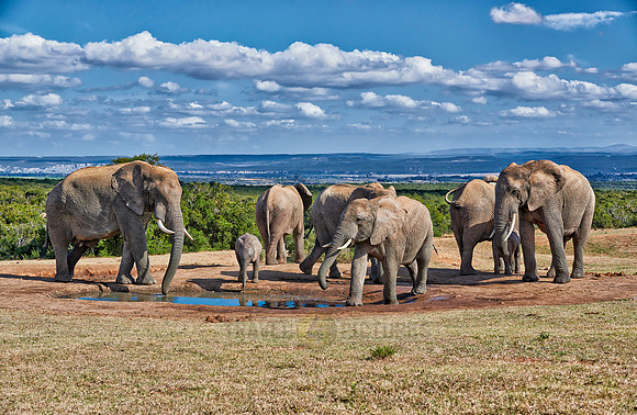 herd of African bush elephant