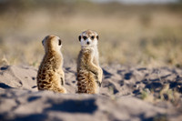 meerkat (Suricata suricatta)