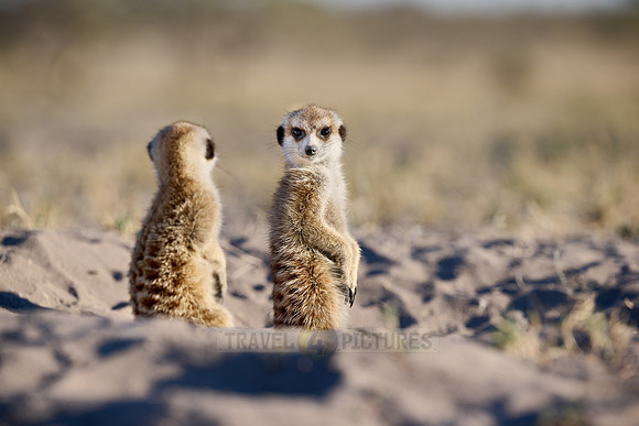 meerkat (Suricata suricatta)