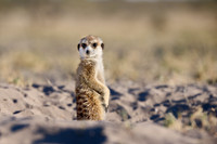 meerkat (Suricata suricatta)