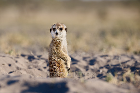 meerkat (Suricata suricatta)