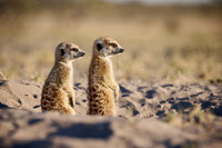 meerkat (Suricata suricatta)
