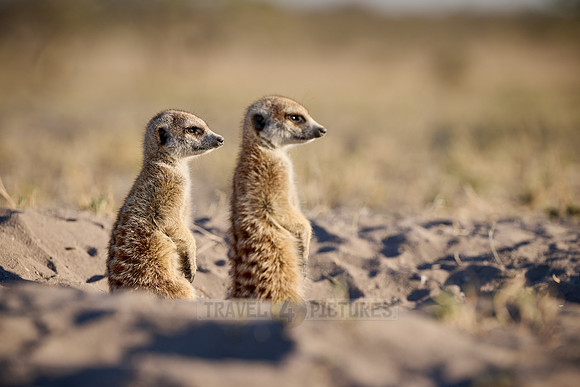 meerkat (Suricata suricatta)