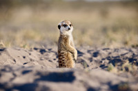 meerkat (Suricata suricatta)