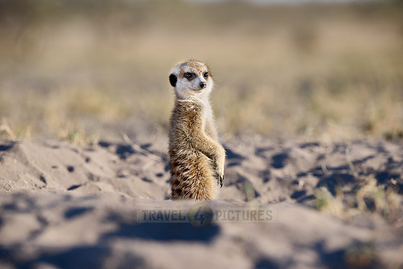 meerkat (Suricata suricatta)
