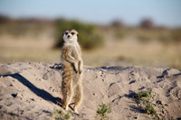 meerkat (Suricata suricatta)