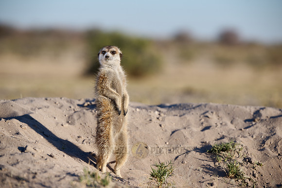 meerkat (Suricata suricatta)