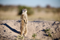 meerkat (Suricata suricatta)