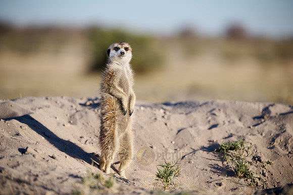 meerkat (Suricata suricatta)