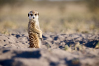 meerkat (Suricata suricatta)