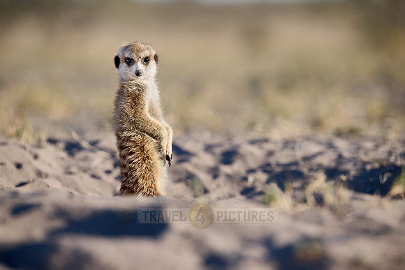meerkat (Suricata suricatta)