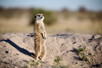 meerkat (Suricata suricatta)