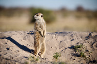 meerkat (Suricata suricatta)