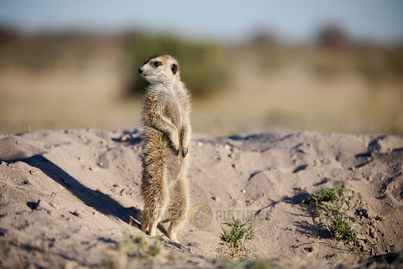 meerkat (Suricata suricatta)