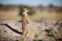 meerkat (Suricata suricatta)