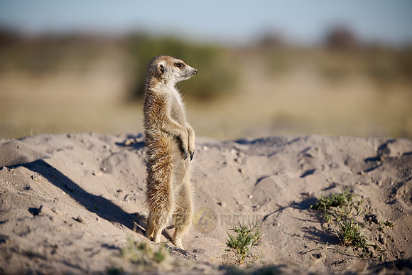 meerkat (Suricata suricatta)