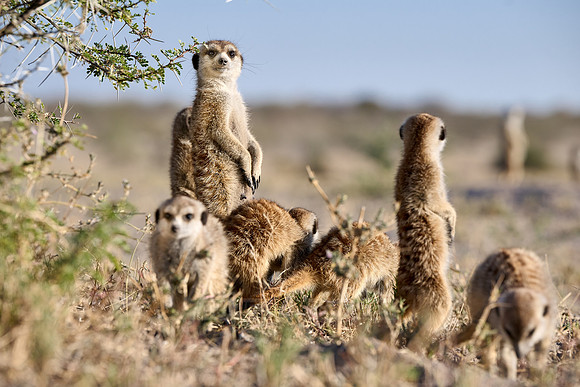 Group of meerkats (Suricata suricatta) or suricate warming up in the morning sun