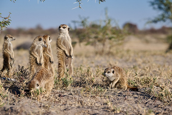 Group of meerkats (Suricata suricatta) or suricate warming up in the morning sun