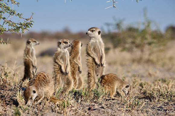 Group of meerkats (Suricata suricatta) or suricate warming up in the morning sun