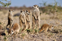 Group of meerkats (Suricata suricatta) or suricate warming up in the morning sun
