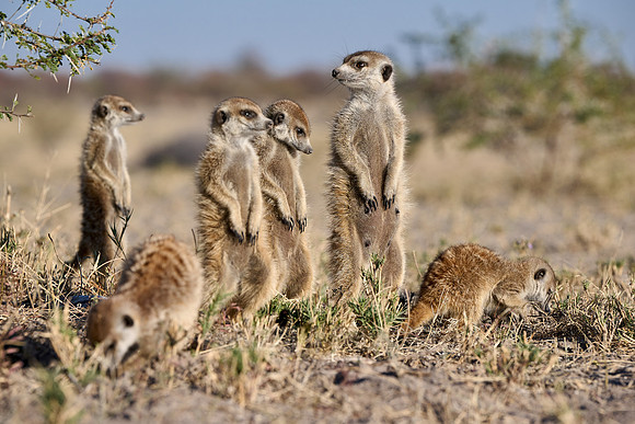 Group of meerkats (Suricata suricatta) or suricate warming up in the morning sun