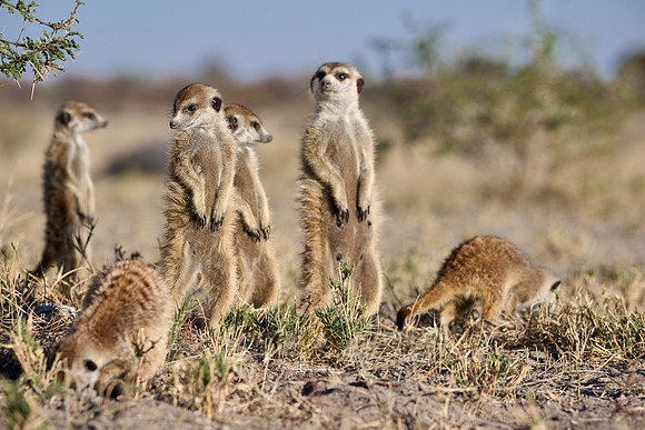 Group of meerkats (Suricata suricatta) or suricate warming up in the morning sun