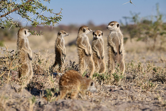 Group of meerkats (Suricata suricatta) or suricate warming up in the morning sun