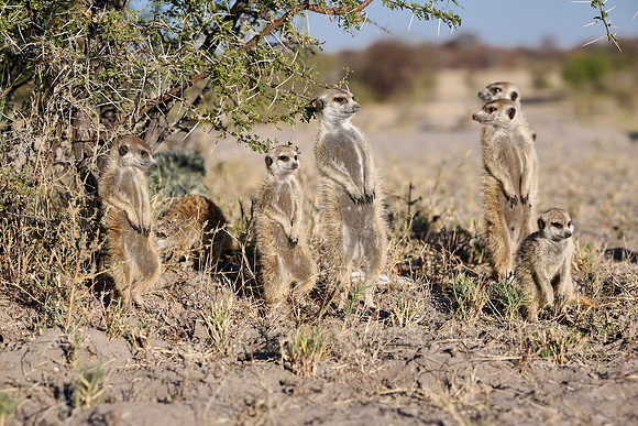 Group of meerkats (Suricata suricatta) or suricate warming up in the morning sun
