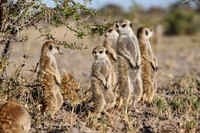 Group of meerkats (Suricata suricatta) or suricate warming up in the morning sun