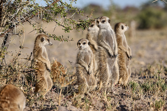 Group of meerkats (Suricata suricatta) or suricate warming up in the morning sun