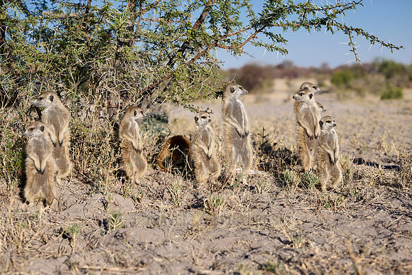 Group of meerkats (Suricata suricatta) or suricate warming up in the morning sun