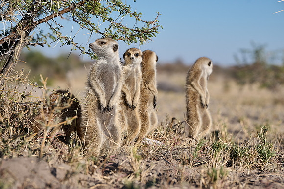 Group of meerkats (Suricata suricatta) or suricate warming up in the morning sun