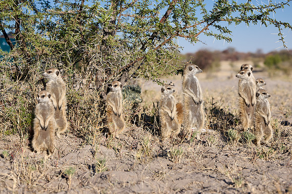 Group of meerkats (Suricata suricatta) or suricate warming up in the morning sun