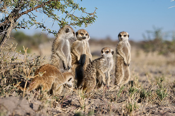 Group of meerkats (Suricata suricatta) or suricate warming up in the morning sun