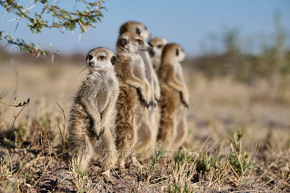 Group of meerkats (Suricata suricatta) or suricate warming up in the morning sun