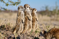 Group of meerkats (Suricata suricatta) or suricate warming up in the morning sun