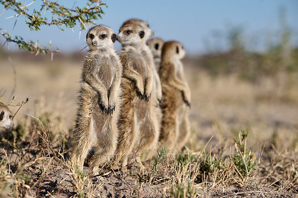 Group of meerkats (Suricata suricatta) or suricate warming up in the morning sun