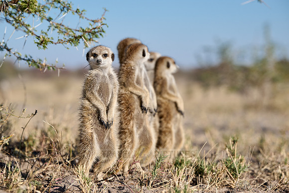 Group of meerkats (Suricata suricatta) or suricate warming up in the morning sun