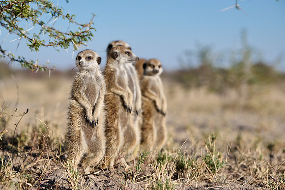 Group of meerkats (Suricata suricatta) or suricate warming up in the morning sun
