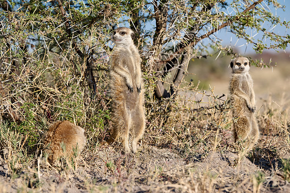Group of meerkats (Suricata suricatta) or suricate warming up in the morning sun
