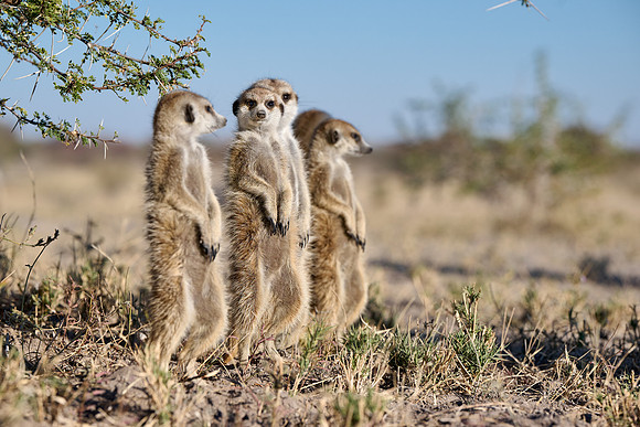 Group of meerkats (Suricata suricatta) or suricate warming up in the morning sun