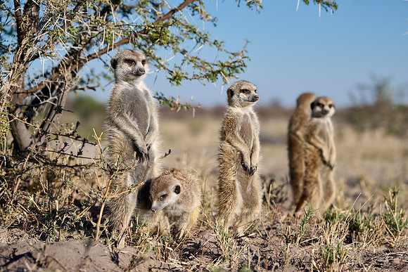 Group of meerkats (Suricata suricatta) or suricate warming up in the morning sun