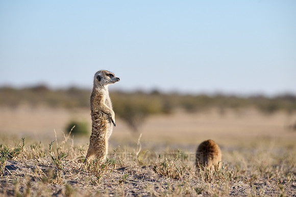 meerkat (Suricata suricatta)