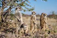 Group of meerkats (Suricata suricatta) or suricate warming up in the morning sun