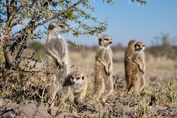 Group of meerkats (Suricata suricatta) or suricate warming up in the morning sun