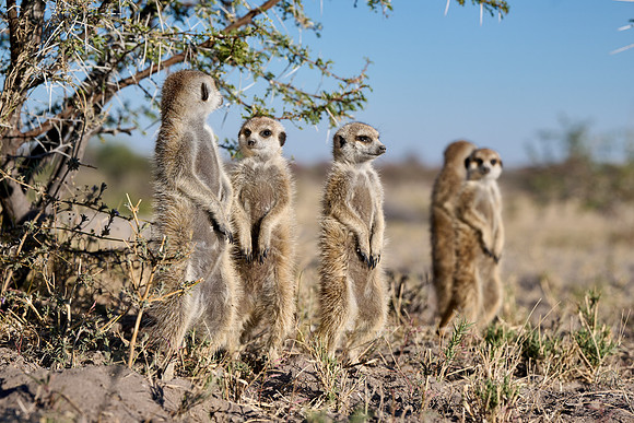 Group of meerkats (Suricata suricatta) or suricate warming up in the morning sun